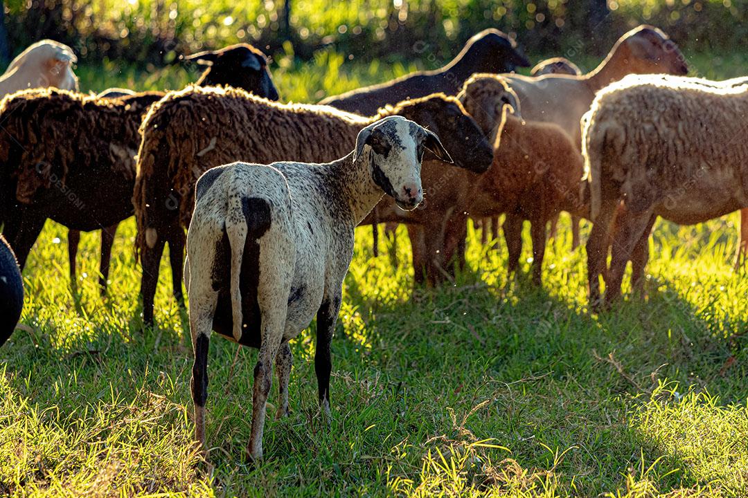 Ovelhas Adultas Criadas com Animais JPG