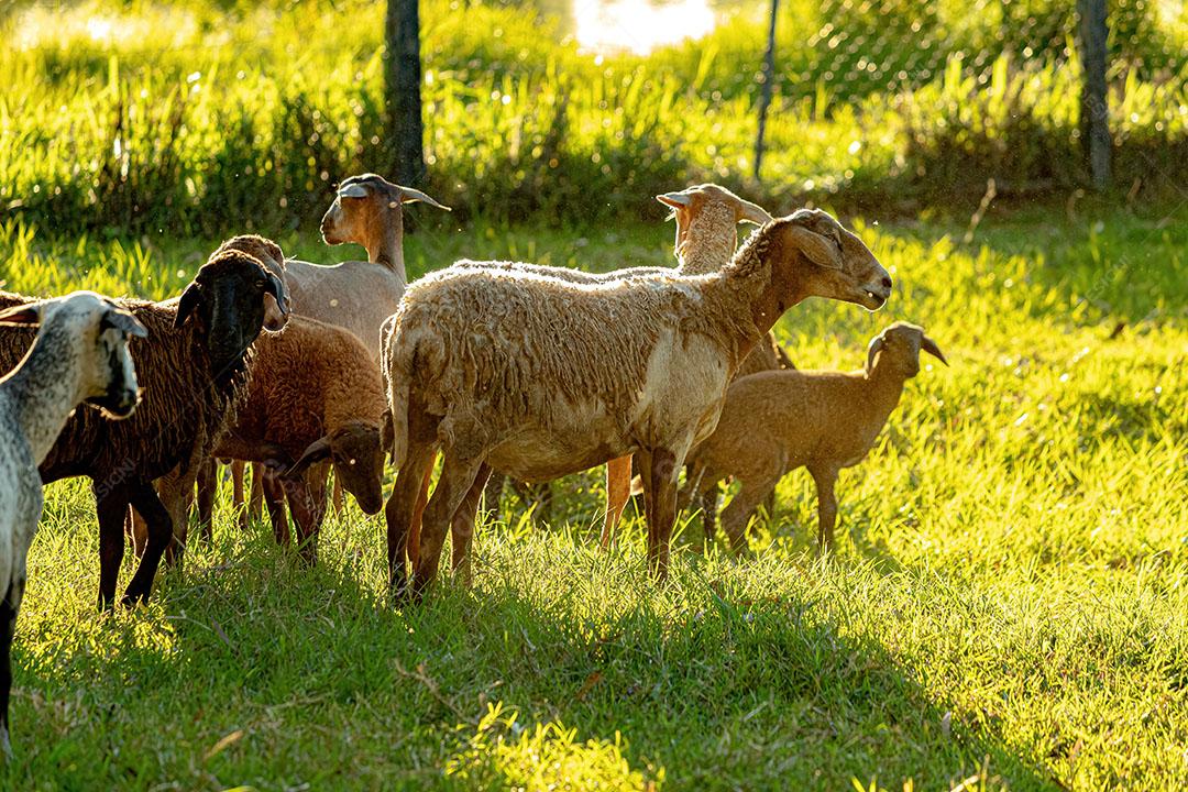 Ovelhas Adultas e Filhotes Criados com Animais JPG