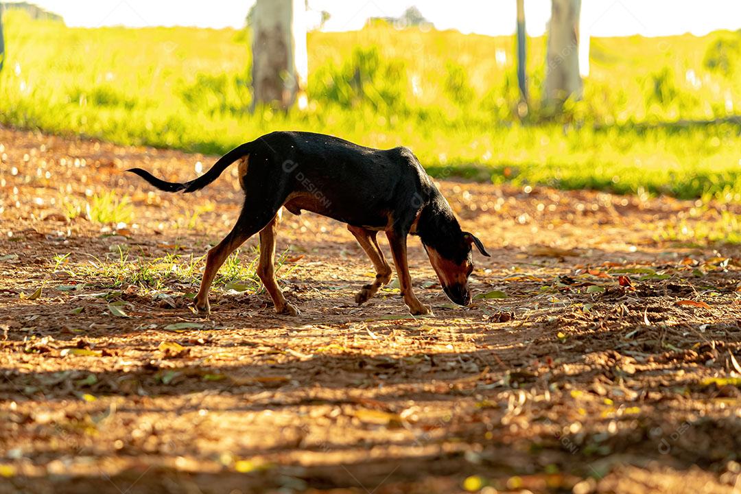 Pequeno Cão Vira-Lata Preto em uma Fazenda JPG