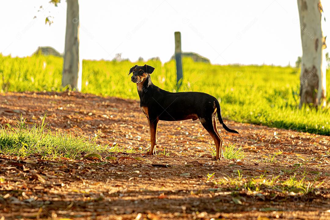Pequeno Cão Vira-Lata Preto em uma Fazenda JPG