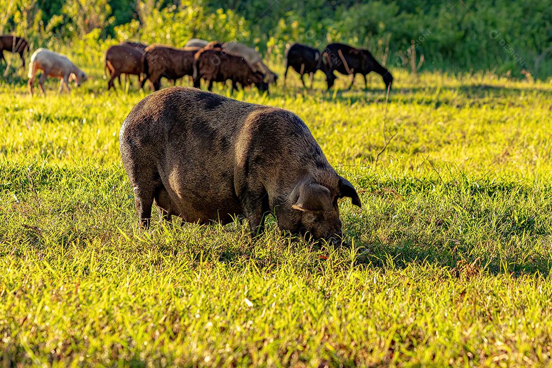 Porco Criado em um Chiqueiro ao Ar Livre Junto com Ovelhas JPF