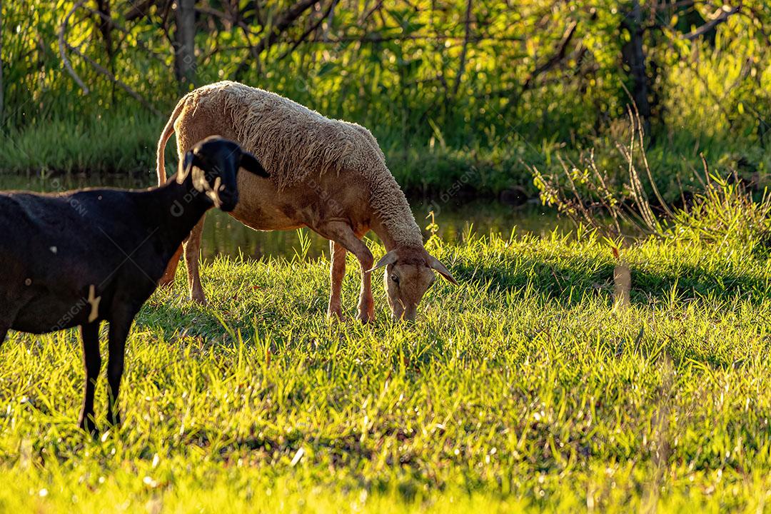 Ovelhas Adultas Criadas com Animais JPG