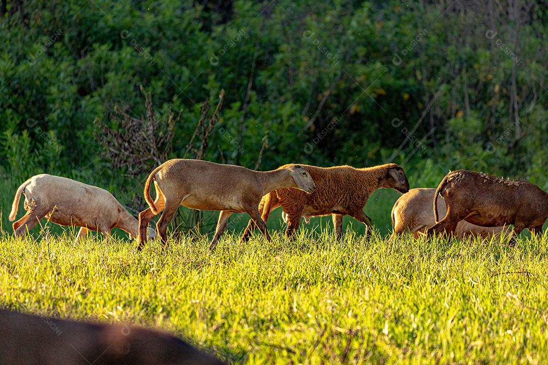 Ovelhas Adultas Criadas com Animais com Foco Seletivo JPG