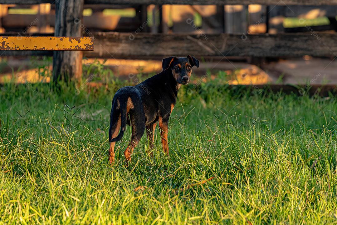 Pequeno Cão Vira-Lata Preto em uma Fazenda JPG