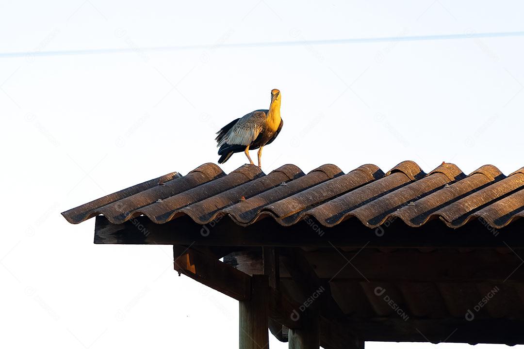 Íbis de Pescoço Amarelo da Espécie Theristicus Eaudatus Sobre o Telahdo JPG