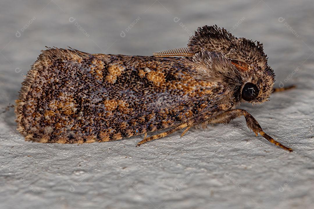 Lagarta gigante com Rabo de Andorinha do Novo Mundo do subgênero heraclides JPG