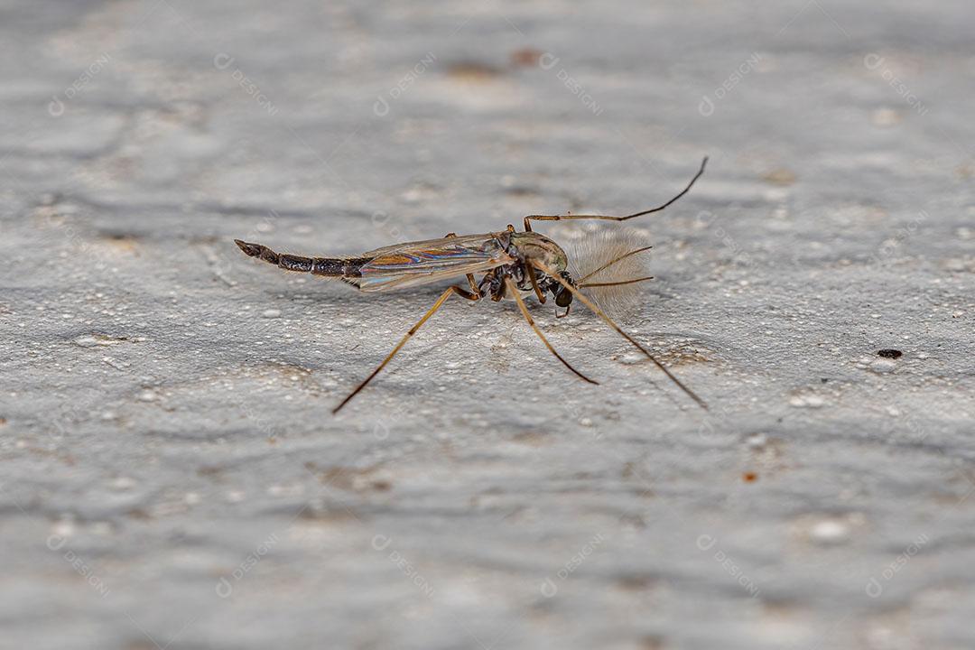 Midge não Mordedor Adulto da Família Chironomidae