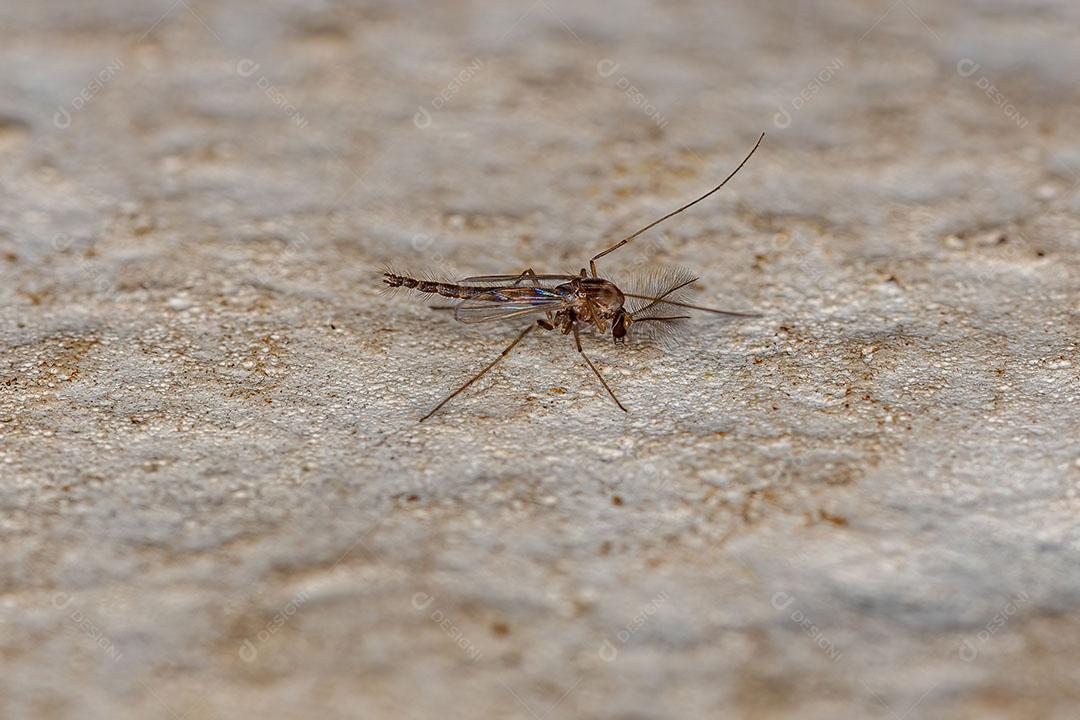 Midge não Mordedor Adulto da Família Chironomidae