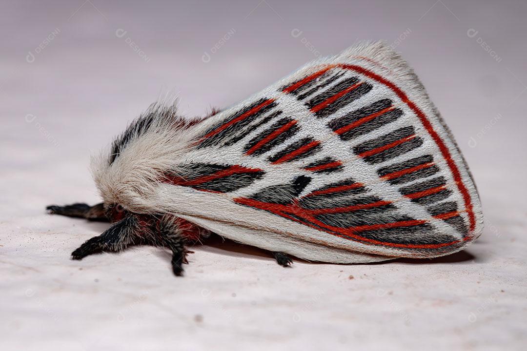 Mariposa Vermelha Adulta da Espécie Eubergia Caisa JPG