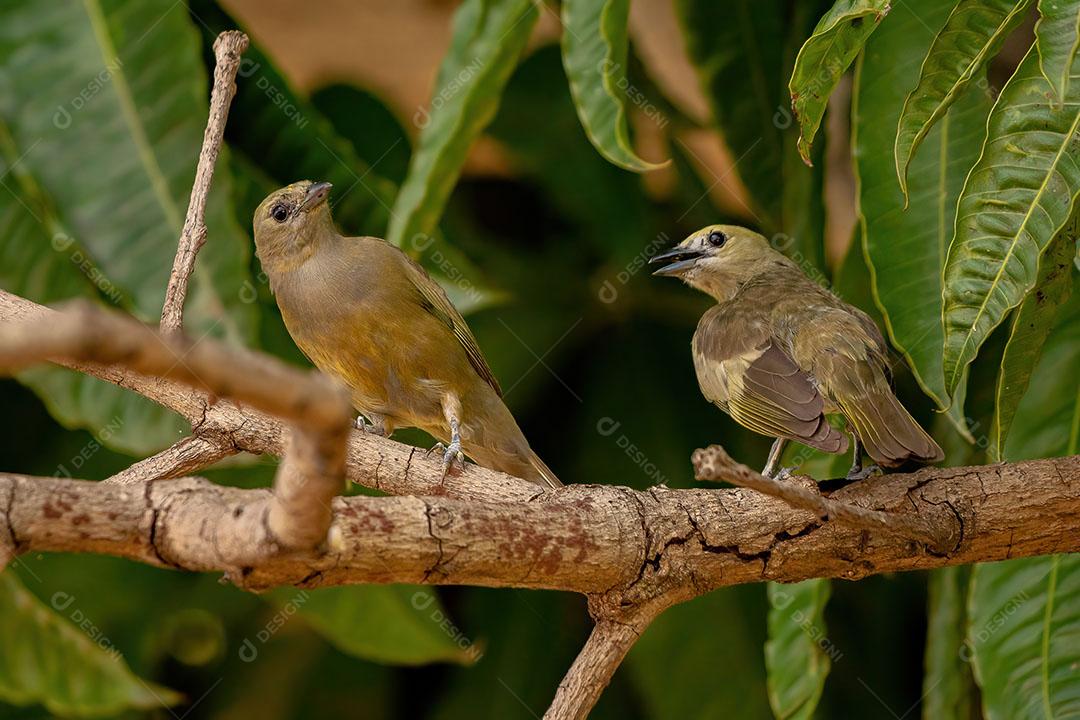 Palm Tanager Ave da Espécie Thraupis Palmarum JPG