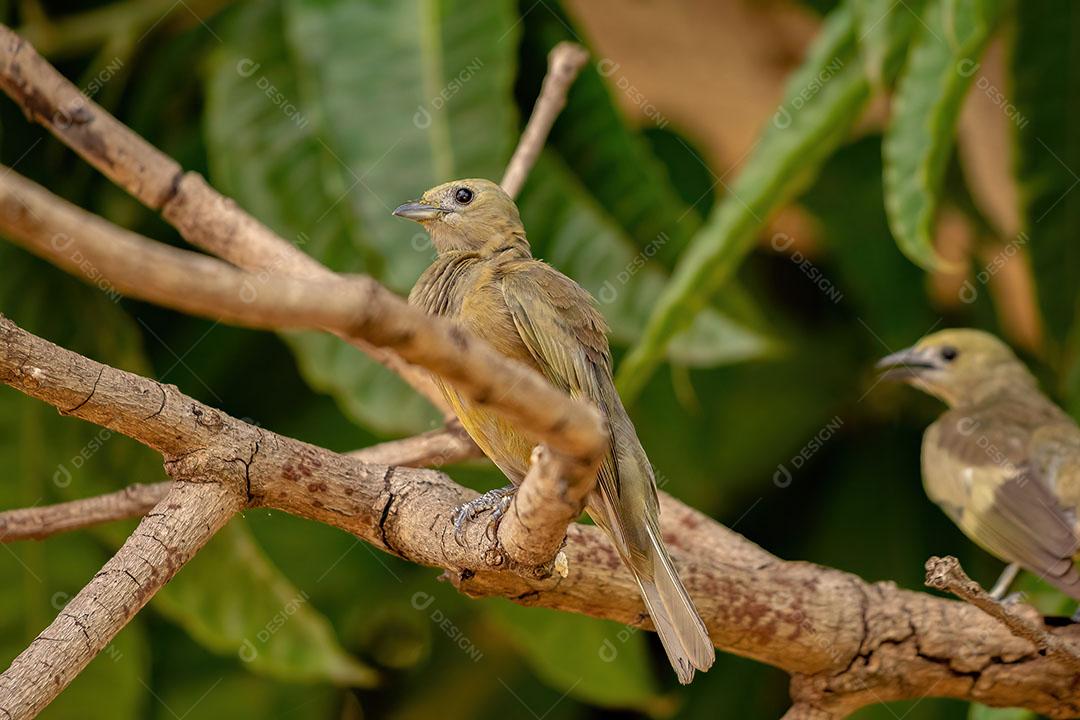 Canário da Terra - Sicalis flaveola Pássaro Amarelo JPG