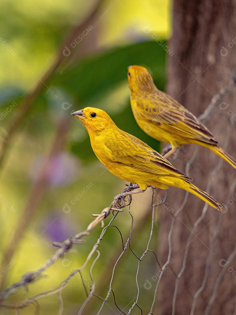 Canário da Terra - Sicalis Flaveola Pássaro Amarelo Açafrão JPG