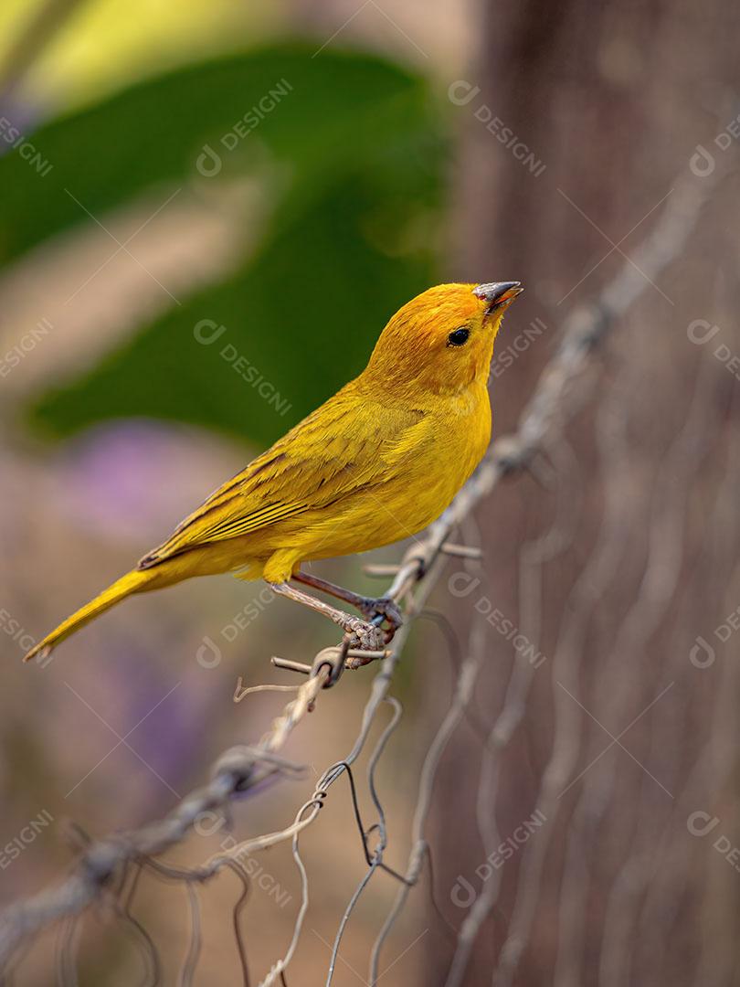 Canário da Terra - Sicalis Flaveola Pássaro Amarelo Açafrão JPG