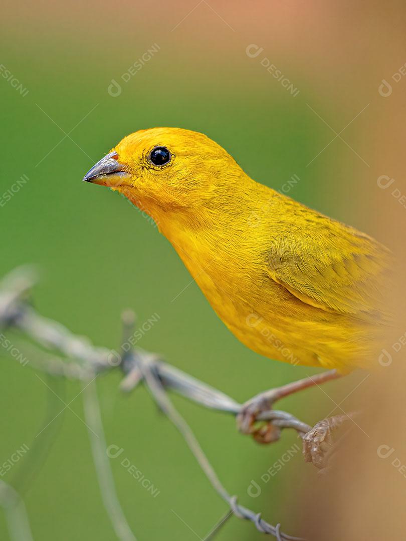 Canário da Terra - Sicalis Flaveola Pássaro Amarelo Açafrão JPG
