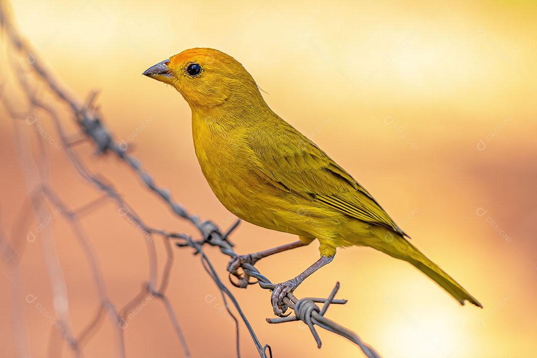 Canário da Terra - Sicalis Flaveola Pássaro Amarelo Açafrão JPG