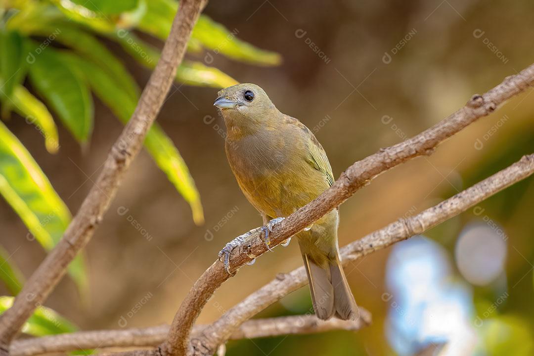 Palm Tanager Ave da Espécie Thraupis Palmarum JPG