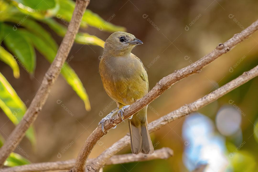Palm Tanager Ave da Espécie Thraupis Palmarum JPG