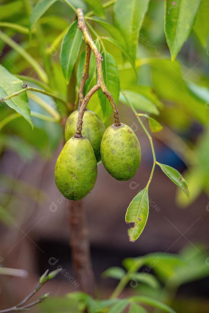 Ameixa Inglesa da Espécie Spondias Dulcis JPG