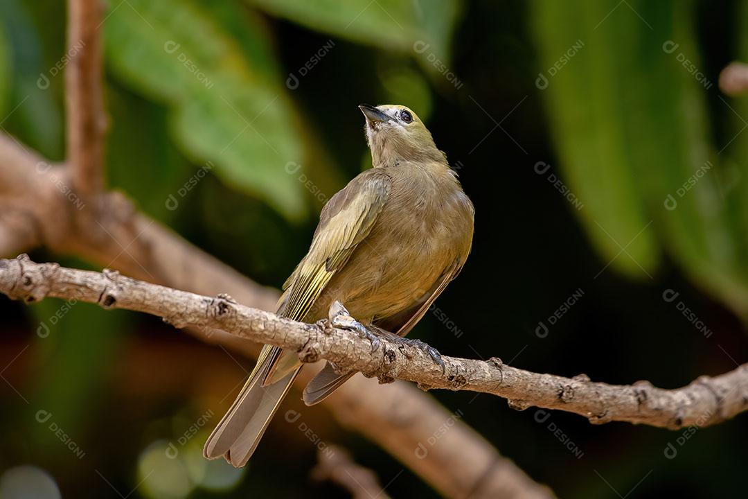 Palm Tanager Ave da Espécie Thraupis Palmarum JPG