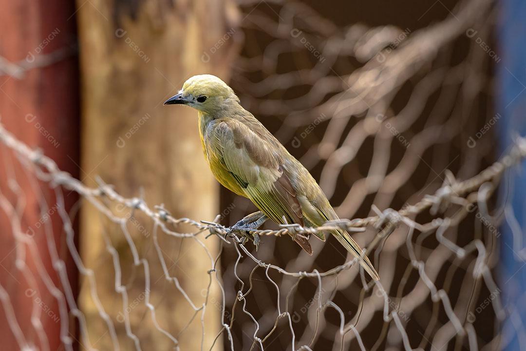 Palm Tanager Ave da Espécie Thraupis Palmarum JPG