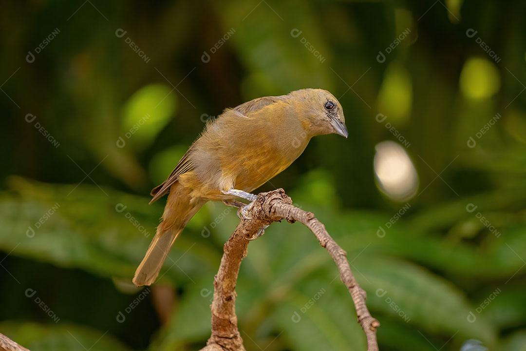 Palm Tanager Ave da Espécie Thraupis Palmarum JPG