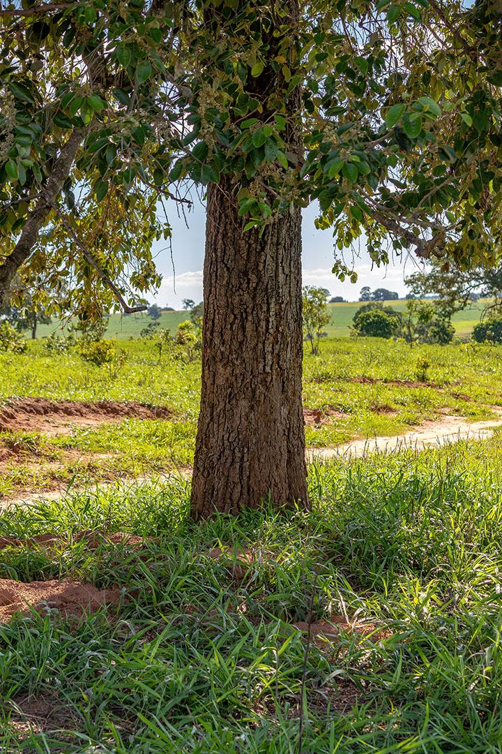 Arvore Dicotiledônea Brasileira Popularmente Conhecida como Casca-de-Anta JPG