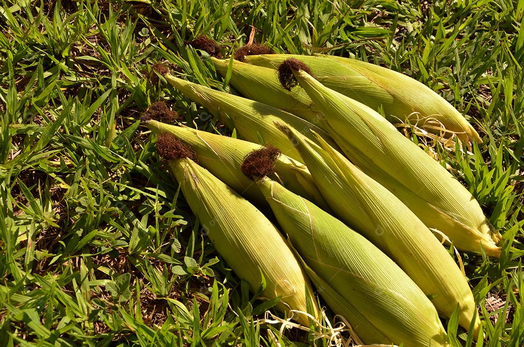Espigas de milho abertas em ambiente natural