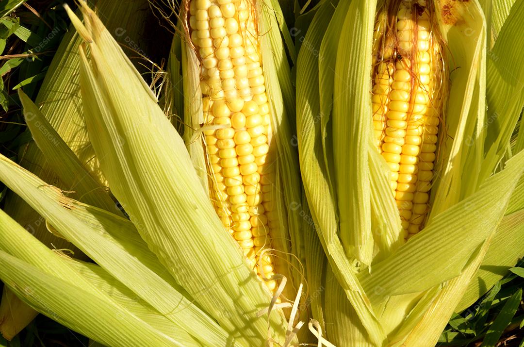 Espigas de milho abertas em ambiente natural