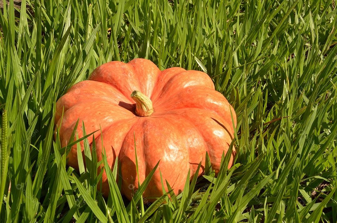 abóbora moranga madura isolada na grama sob luz solar