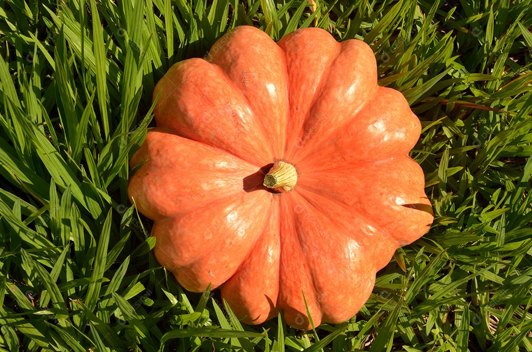 abóbora moranga madura isolada na grama