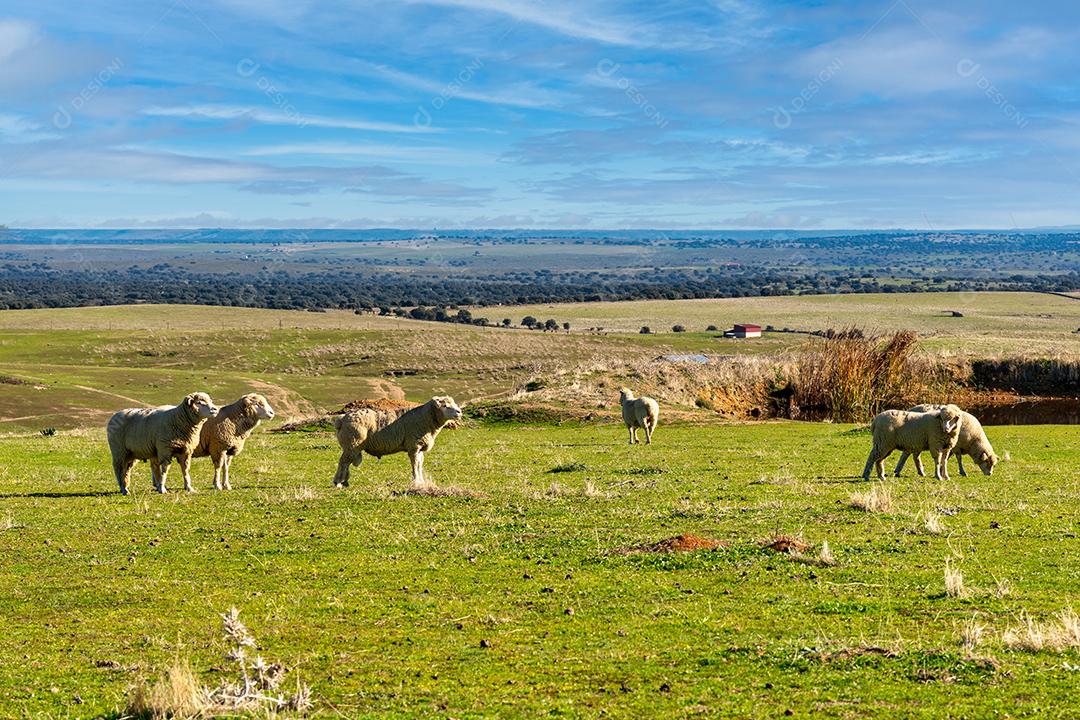 ovelhas pastando nos prados verdes