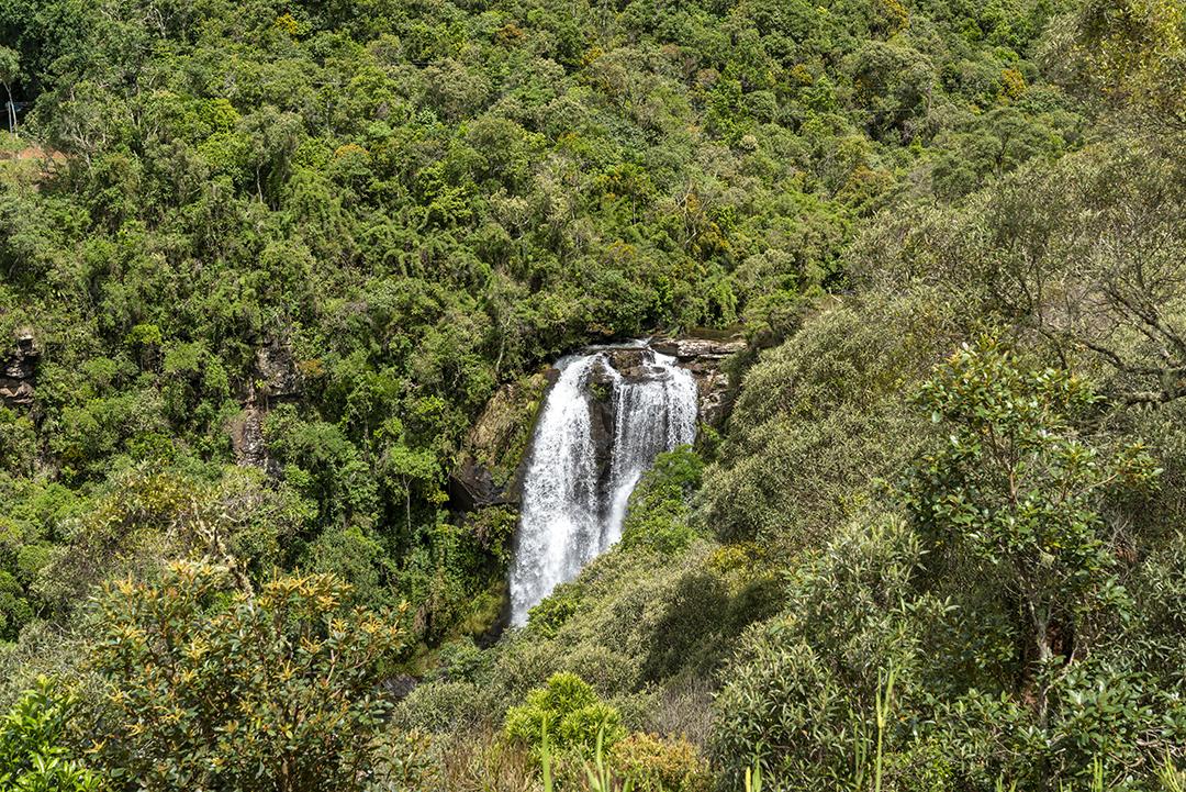 Floresta Tropical E Cachoeira Imagem JPG