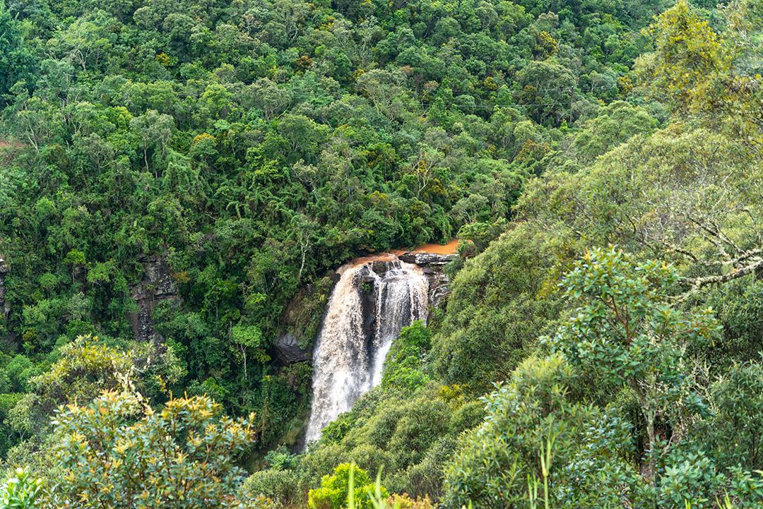 Cachoeira E Floresta Tropical Imagem JPG