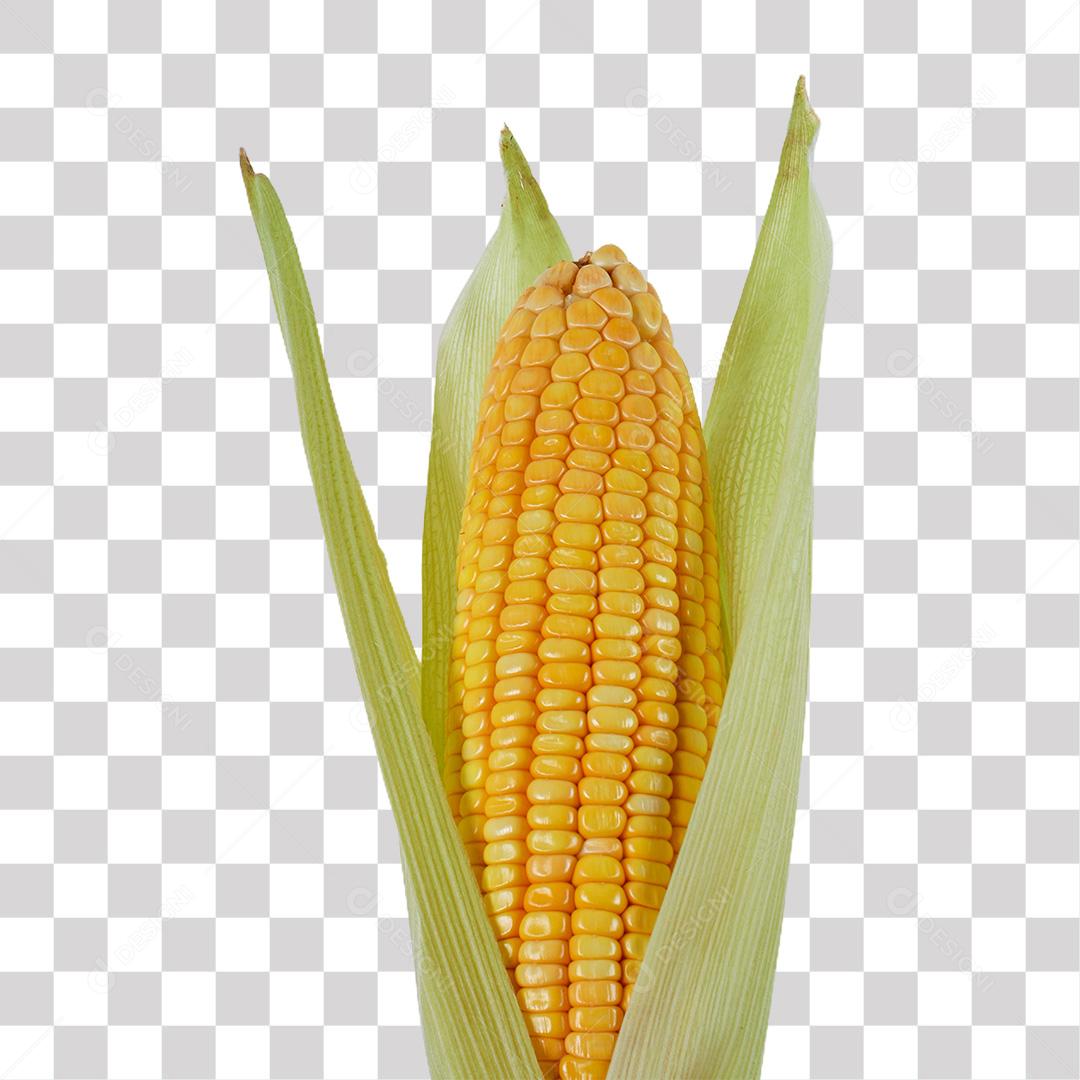 Espiga de Milho Orgânica Enrolada na Palha Verde PNG Transparente