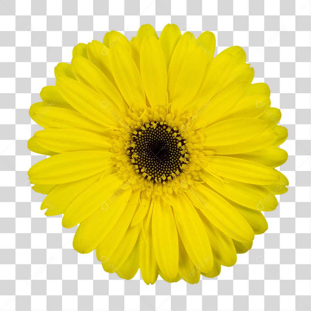 Flor de Gerbera Amarela PNG Transparente