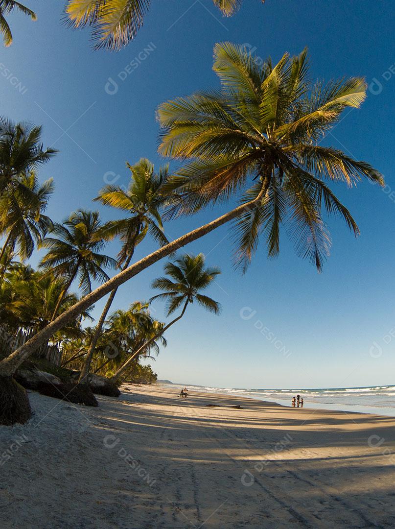 Paisagem Tropical Com Praia Com Coqueiros Ao Pôr do Sol Imagem JPG
