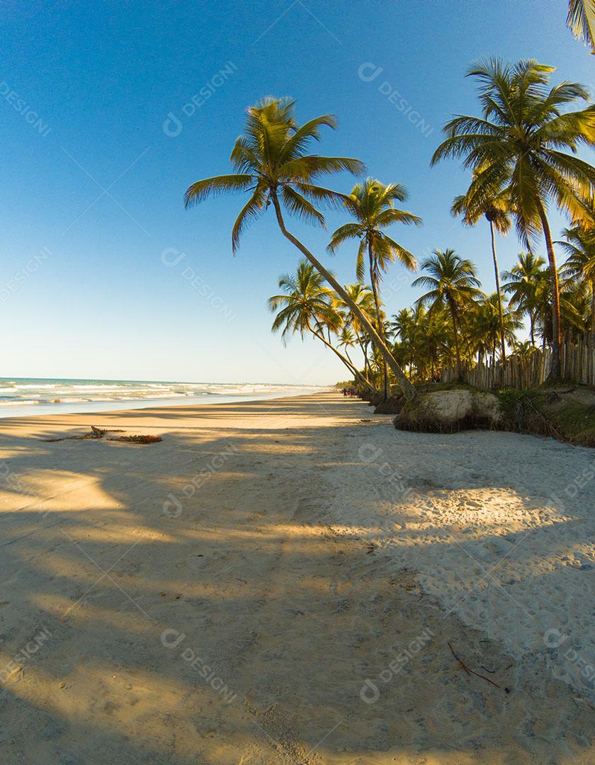 Paisagem Tropical Com Praia Com Coqueiros Ao Pôr do Sol Imagem JPG