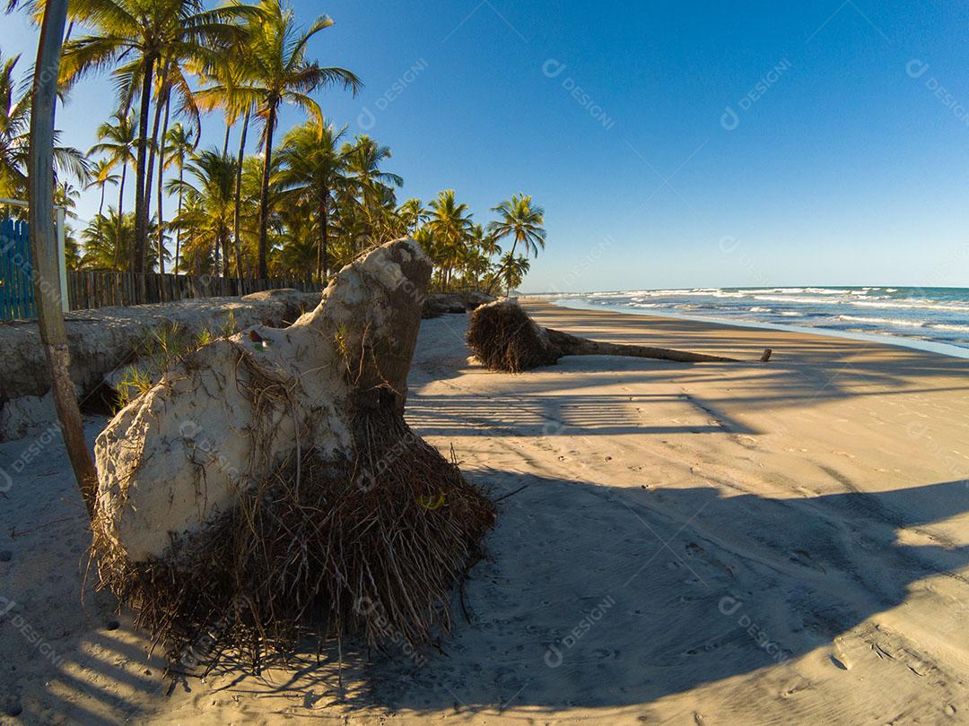 Paisagem Tropical Com Praia Com Coqueiros Ao Pôr do Sol Imagem JPG