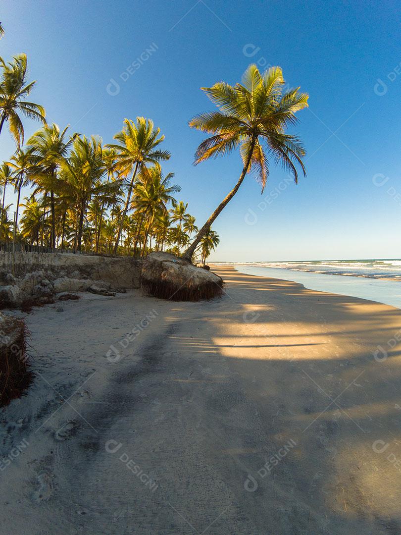Paisagem Tropical Com Praia Com Coqueiros Ao Pôr do Sol Imagem JPG