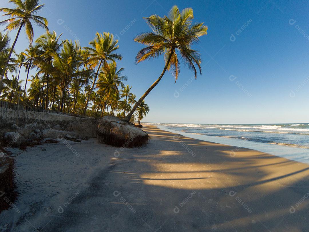 Paisagem Tropical Com Praia Com Coqueiros Ao Pôr do Sol Imagem JPG