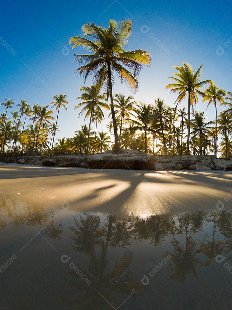 Paisagem Tropical Com Praia Com Coqueiros Ao Pôr do Sol Imagem JPG