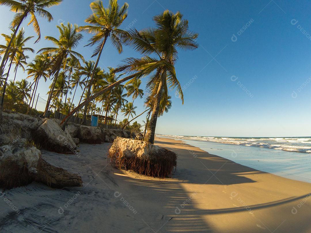 Paisagem Tropical Com Praia Com Coqueiros Ao Pôr do Sol Imagem JPG