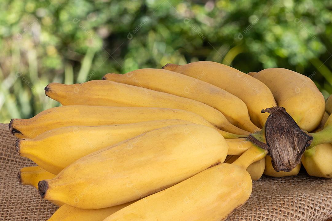 Bando Orgânico de Bananas Amarelas Maduras Isolado Com Fundo Verde Turva Imagem JPG