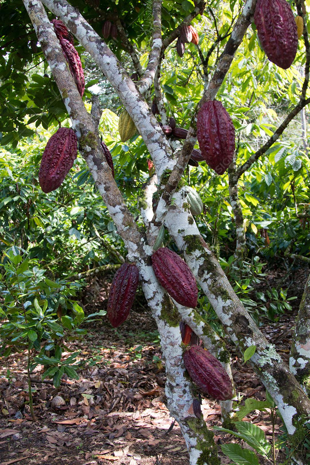 Uma Árvore de Cacau Com Vagens de Cacau na Plantação de Cacau Imagem JPG