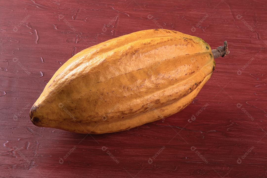 Uma Árvore de Cacau Com Vagens de Cacau na Plantação de Cacau Imagem JPG