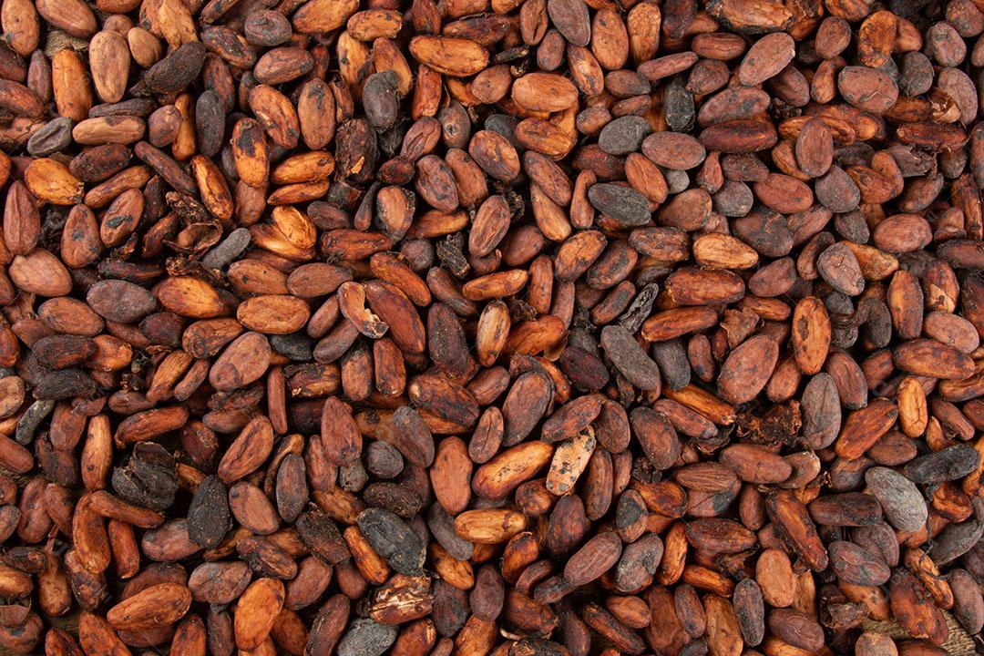 Grãos de Cacau Crus Aromáticos Empilhados Imagem JPG