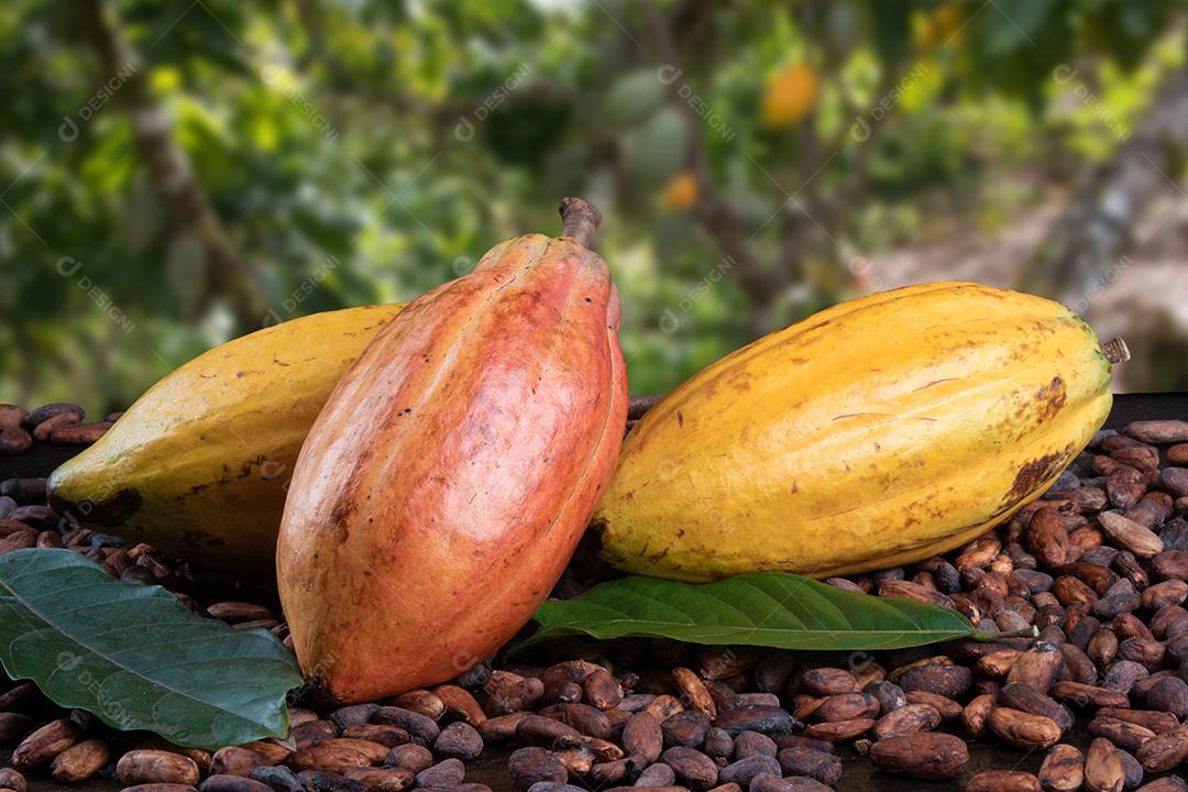 Grãos de Cacau Crus Aromáticos Empilhados Imagem JPG