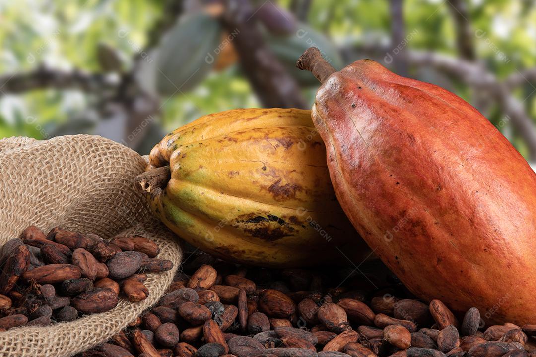 Grãos de Cacau Crus Aromáticos Empilhados Imagem JPG