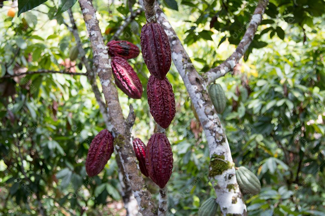 Fruto de Cacau Isolado Imagem JPG