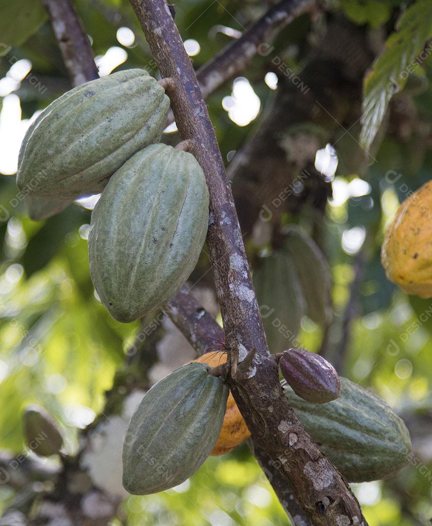 Fruto de Cacau Isolado Imagem JPG